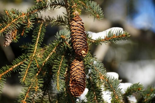 Pine