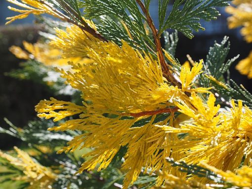 Sweet Incense Cedar