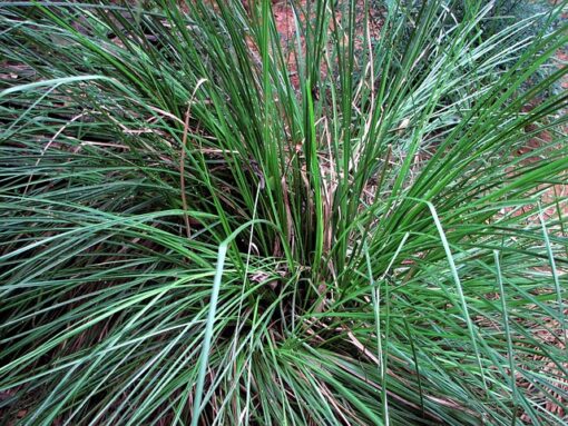 Vetiver
