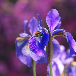 Iris