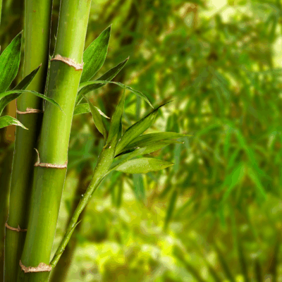 Bamboo (Body Time Recreation)