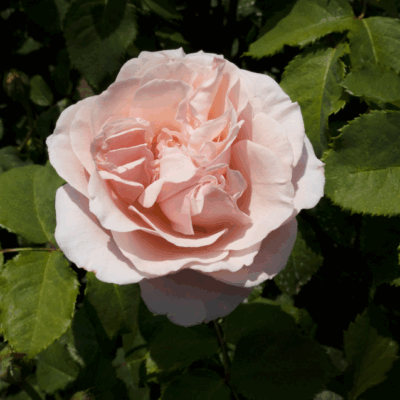 Tea Rose