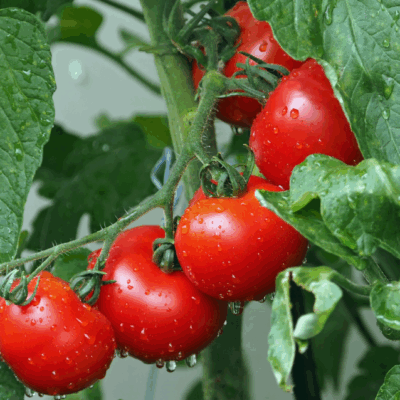 Vine Ripe Tomato