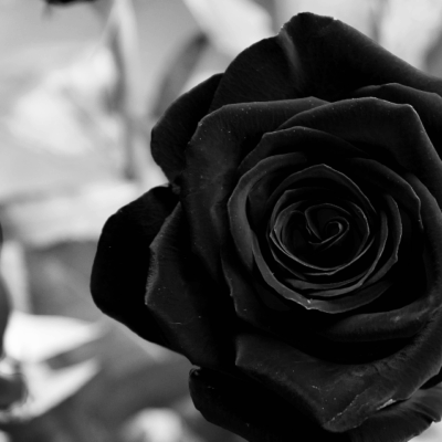 Black Rose (Body Time Inspiration)
